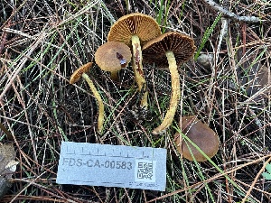  ( - FDS-CA-00583)  @11 [ ] by-nc (2024) Damon Tighe Fungal Diversity Survey