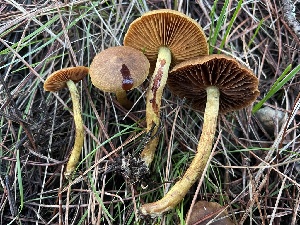  ( - FDS-CA-00583)  @11 [ ] by-nc (2024) Damon Tighe Fungal Diversity Survey