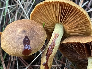  ( - FDS-CA-00583)  @11 [ ] by-nc (2024) Damon Tighe Fungal Diversity Survey
