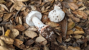  ( - FDS-CA-01728)  @11 [ ] c (2024) Michelle C. Torres-Grant Fungal Diversity Survey