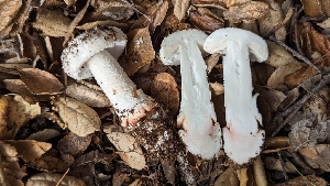  ( - FDS-CA-01728)  @11 [ ] c (2024) Michelle C. Torres-Grant Fungal Diversity Survey