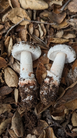  ( - FDS-CA-01728)  @11 [ ] c (2024) Michelle C. Torres-Grant Fungal Diversity Survey