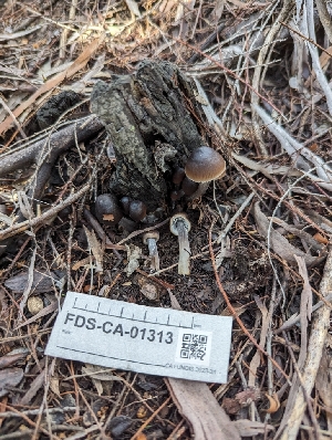  (Mycena sp. CA03 - FDS-CA-01313)  @11 [ ] by-nc (2024) Stu Pickell Fungal Diversity Survey