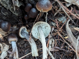  ( - FDS-CA-01313)  @11 [ ] by-nc (2024) Stu Pickell Fungal Diversity Survey