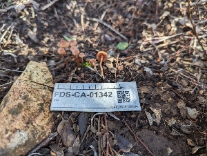  (Tubaria sp. CA02 - FDS-CA-01342)  @11 [ ] by-nc (2024) Stu Pickell Fungal Diversity Survey