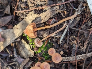  ( - FDS-CA-01342)  @11 [ ] by-nc (2024) Stu Pickell Fungal Diversity Survey