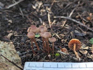  ( - FDS-CA-01342)  @11 [ ] by-nc (2024) Stu Pickell Fungal Diversity Survey