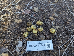  ( - FDS-CA-01344)  @11 [ ] by-nc (2024) Stu Pickell Fungal Diversity Survey