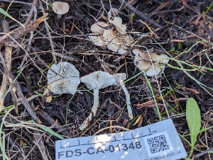  (Clitocybe sp. idahoensis-PNW03 - FDS-CA-01348)  @11 [ ] by-nc (2024) Stu Pickell Fungal Diversity Survey