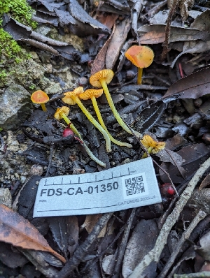  ( - FDS-CA-01350)  @11 [ ] by-nc (2024) Stu Pickell Fungal Diversity Survey