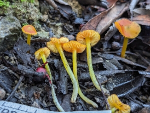  ( - FDS-CA-01350)  @11 [ ] by-nc (2024) Stu Pickell Fungal Diversity Survey