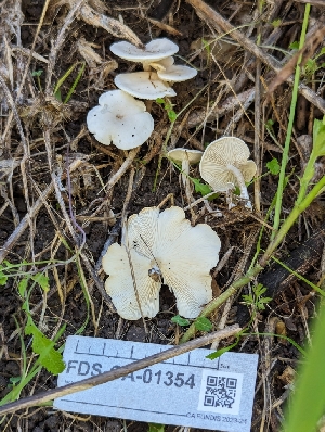  ( - FDS-CA-01354)  @11 [ ] by-nc (2024) Stu Pickell Fungal Diversity Survey