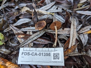  ( - FDS-CA-01356)  @11 [ ] by-nc (2024) Stu Pickell Fungal Diversity Survey