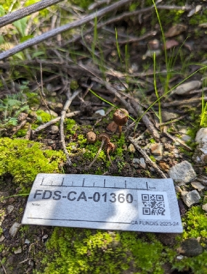 ( - FDS-CA-01360)  @11 [ ] by-nc (2024) Stu Pickell Fungal Diversity Survey
