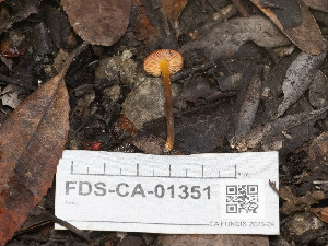  ( - FDS-CA-01351)  @11 [ ] by-nc (2024) Stu Pickell Fungal Diversity Survey