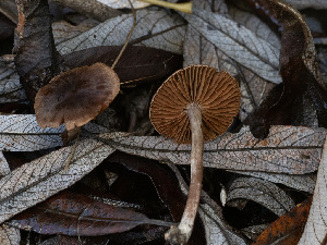  (Cortinarius castaneus - FDS-CA-01356)  @11 [ ] by-nc (2024) Stu Pickell Fungal Diversity Survey