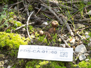  ( - FDS-CA-01360)  @11 [ ] by-nc (2024) Stu Pickell Fungal Diversity Survey