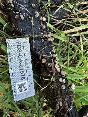  ( - FDS-CA-01976)  @11 [ ] by-nc (2024) Aaron Tupac Fungal Diversity Survey