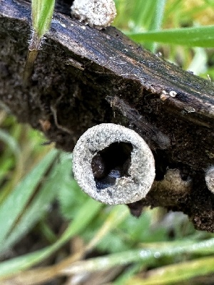  ( - FDS-CA-01976)  @11 [ ] by-nc (2024) Aaron Tupac Fungal Diversity Survey