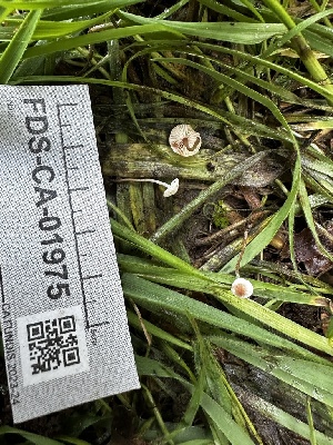  ( - FDS-CA-01975)  @11 [ ] by-nc (2024) Aaron Tupac Fungal Diversity Survey