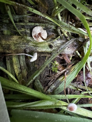  ( - FDS-CA-01975)  @11 [ ] by-nc (2024) Aaron Tupac Fungal Diversity Survey