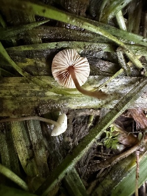  ( - FDS-CA-01975)  @11 [ ] by-nc (2024) Aaron Tupac Fungal Diversity Survey