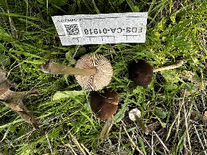  ( - FDS-CA-01918)  @11 [ ] by-nc (2024) Aaron Tupac Fungal Diversity Survey