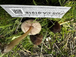  ( - FDS-CA-01918)  @11 [ ] by-nc (2024) Aaron Tupac Fungal Diversity Survey
