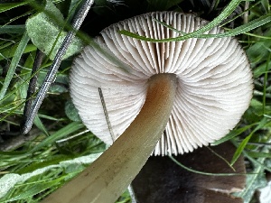  ( - FDS-CA-01918)  @11 [ ] by-nc (2024) Aaron Tupac Fungal Diversity Survey