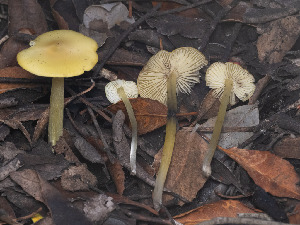  ( - FDS-CA-01349)  @11 [ ] by-nc (2024) Stu Pickell Fungal Diversity Survey