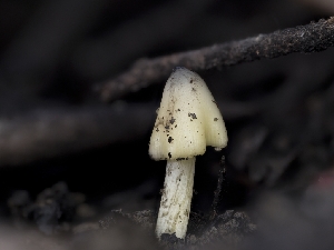  ( - FDS-CA-01349)  @11 [ ] by-nc (2024) Stu Pickell Fungal Diversity Survey