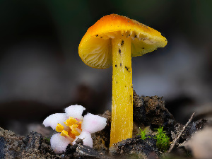  ( - FDS-CA-01350)  @11 [ ] by-nc (2024) Stu Pickell Fungal Diversity Survey