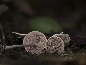  ( - FDS-CA-01304)  @11 [ ] by-nc (2024) Stu Pickell Fungal Diversity Survey