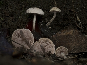  (Cystolepiota sp. CA04 - FDS-CA-01304)  @11 [ ] by-nc (2024) Stu Pickell Fungal Diversity Survey