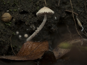  ( - FDS-CA-01302)  @11 [ ] by-nc (2024) Stu Pickell Fungal Diversity Survey
