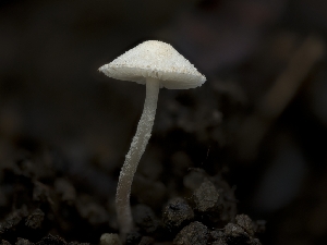  ( - FDS-CA-01303)  @11 [ ] by-nc (2024) Stu Pickell Fungal Diversity Survey