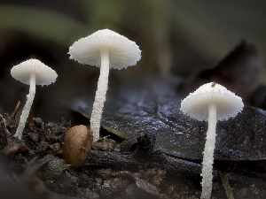  ( - FDS-CA-01303)  @11 [ ] by-nc (2024) Stu Pickell Fungal Diversity Survey