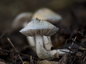  ( - FDS-CA-01310)  @11 [ ] by-nc (2024) Stu Pickell Fungal Diversity Survey