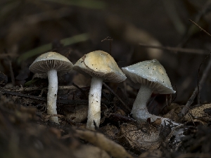  ( - FDS-CA-01310)  @11 [ ] by-nc (2024) Stu Pickell Fungal Diversity Survey