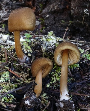  ( - FDS-CA-00744)  @11 [ ] by-nc (2024) Taye Bright Fungal Diversity Survey