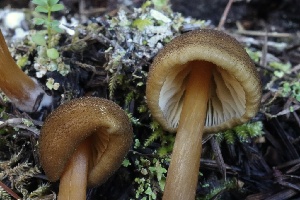  ( - FDS-CA-00744)  @11 [ ] by-nc (2024) Taye Bright Fungal Diversity Survey