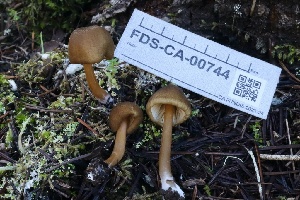  ( - FDS-CA-00744)  @11 [ ] by-nc (2024) Taye Bright Fungal Diversity Survey
