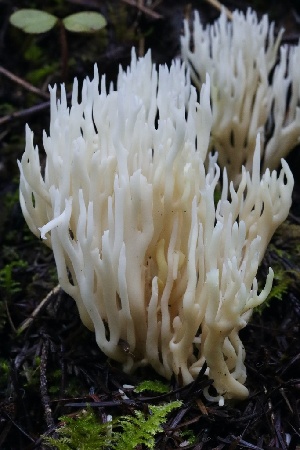  ( - FDS-CA-00747)  @11 [ ] by-nc (2024) Taye Bright Fungal Diversity Survey