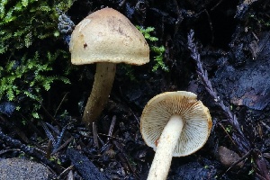  (Tricholoma aurantio-olivaceum - FDS-CA-00748)  @11 [ ] by-nc (2024) Taye Bright Fungal Diversity Survey