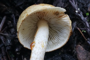  ( - FDS-CA-00748)  @11 [ ] by-nc (2024) Taye Bright Fungal Diversity Survey