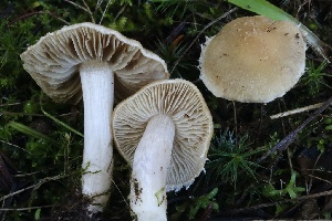  ( - FDS-CA-00751)  @11 [ ] by-nc (2024) Taye Bright Fungal Diversity Survey