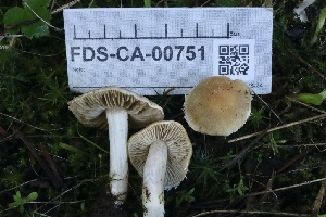  ( - FDS-CA-00751)  @11 [ ] by-nc (2024) Taye Bright Fungal Diversity Survey