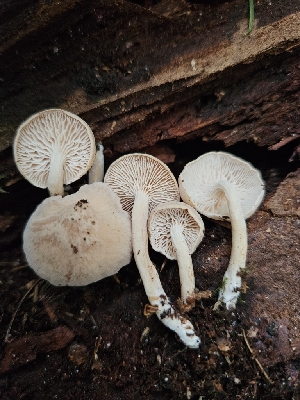  ( - FDS-CA-02108)  @11 [ ] by (2024) Mandy Hackney Fungal Diversity Survey