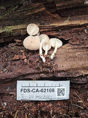  ( - FDS-CA-02108)  @11 [ ] by (2024) Mandy Hackney Fungal Diversity Survey