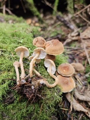 (Cystoderma clastotrichum - FDS-CA-02197)  @11 [ ] by (2024) Mandy Hackney Fungal Diversity Survey
